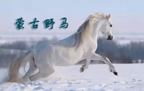 黄海（海南）：蒙古野马